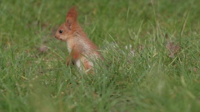 Video of a Squirrel Eating on the Grass Field