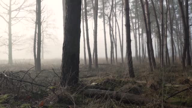 Forest Sounds | Woodland Ambience, Bird Song