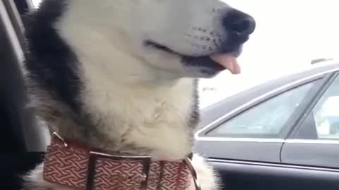 Dog Tongue Remain Out Funny Face Reaction see Once