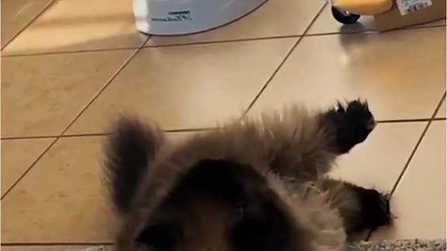 Best Funniest animals Videos 2022 🤣 #2