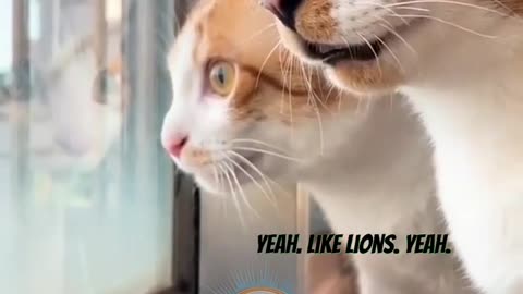 Cat funny conversation 🤣