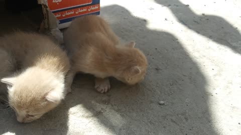 My kittens take their first steps, incredible, amazing and cute.