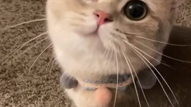 cute_animals #cute_animal_videos #cute_baby_animals #cute_pets #cute_videos #funny_animals