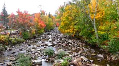 Fall Foliage