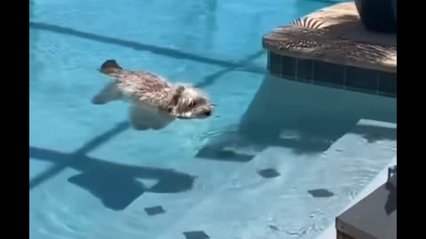 This dog gave his mom a heart attack 😳