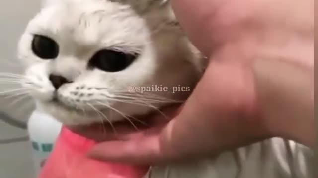 cat taking a shower and chilling