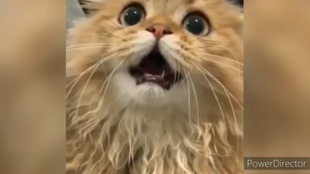 Baby Cats Cute And Funny Cat Video. Funny🤣 cute cat 🐱video.