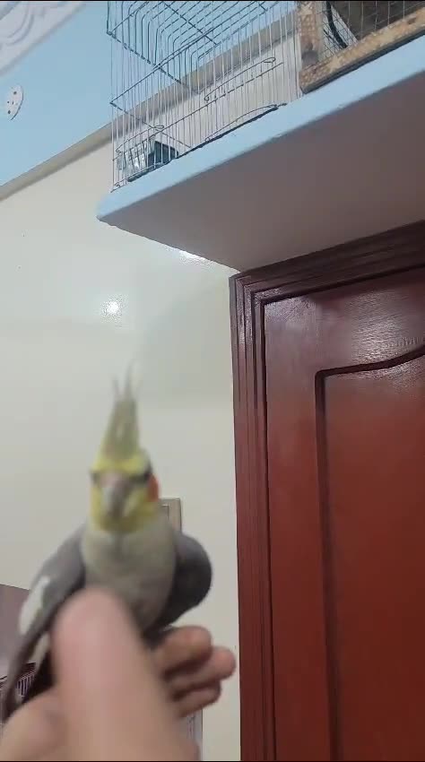 Cocktails hand tame male