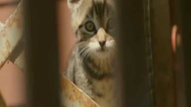 Clever cat | cat enjoy | background music