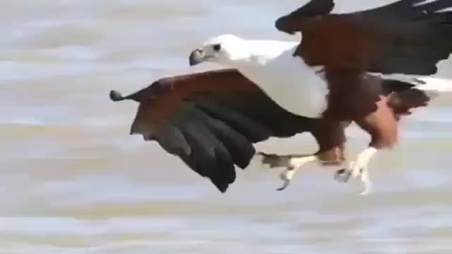 Awesome Eagle Flight