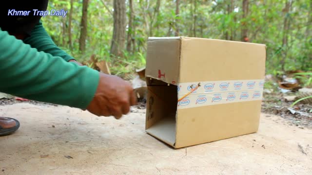 How to use a Cardboard box as a wild Cat Trap!