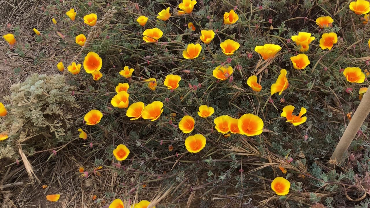 California Poppies