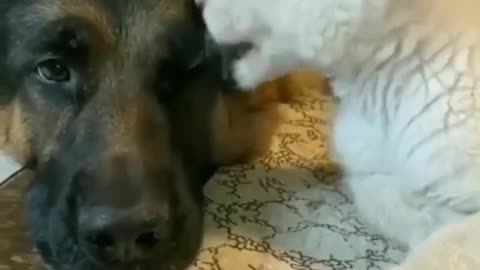 Friendship between pets