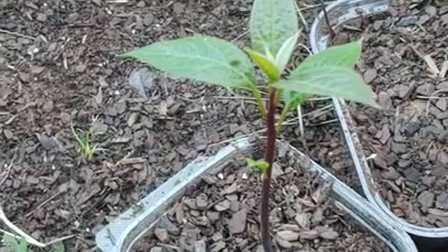 Greenhouse Update November 3, 2020