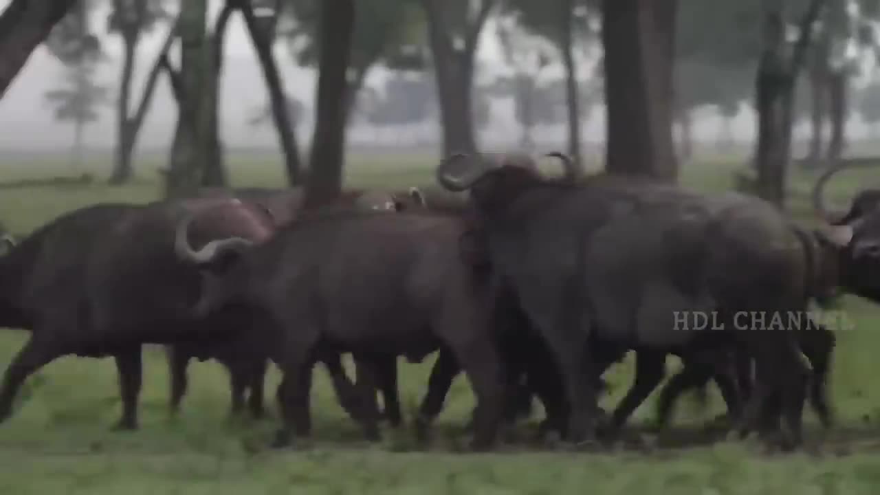 Excitement of money for making leopard angry