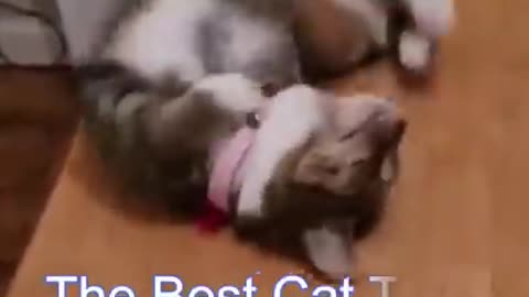 Best Funny Cat Videos | Funniest Cats | Funny Animal Videos