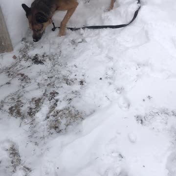 Even dogs enjoy snow days