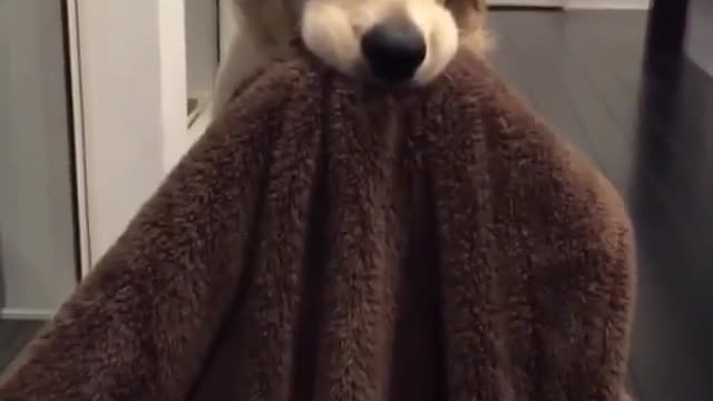 cute golden retriever