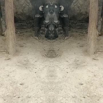 cow 🐄 magic video #shorts #alkayagnik #KumarSanu #uditnarayan