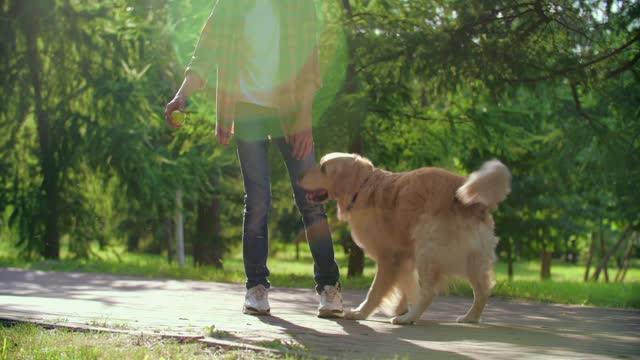 cute dogs playing with boys