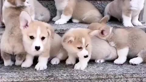 What can a puppy give you? A puppy has nothing of its own