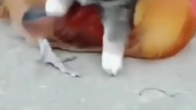 Chicken 🐓 VS Dog Fight 🐕- Funny Dog Fight Compilation