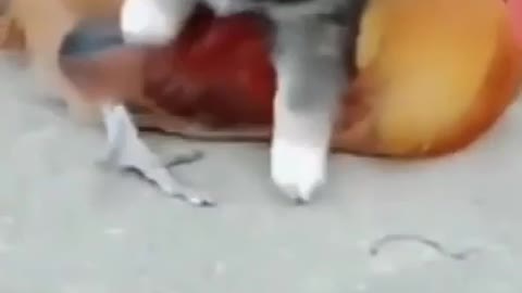 Chicken 🐓 VS Dog Fight 🐕- Funny Dog Fight Compilation