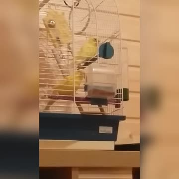 Two budgies are trying to open the cage