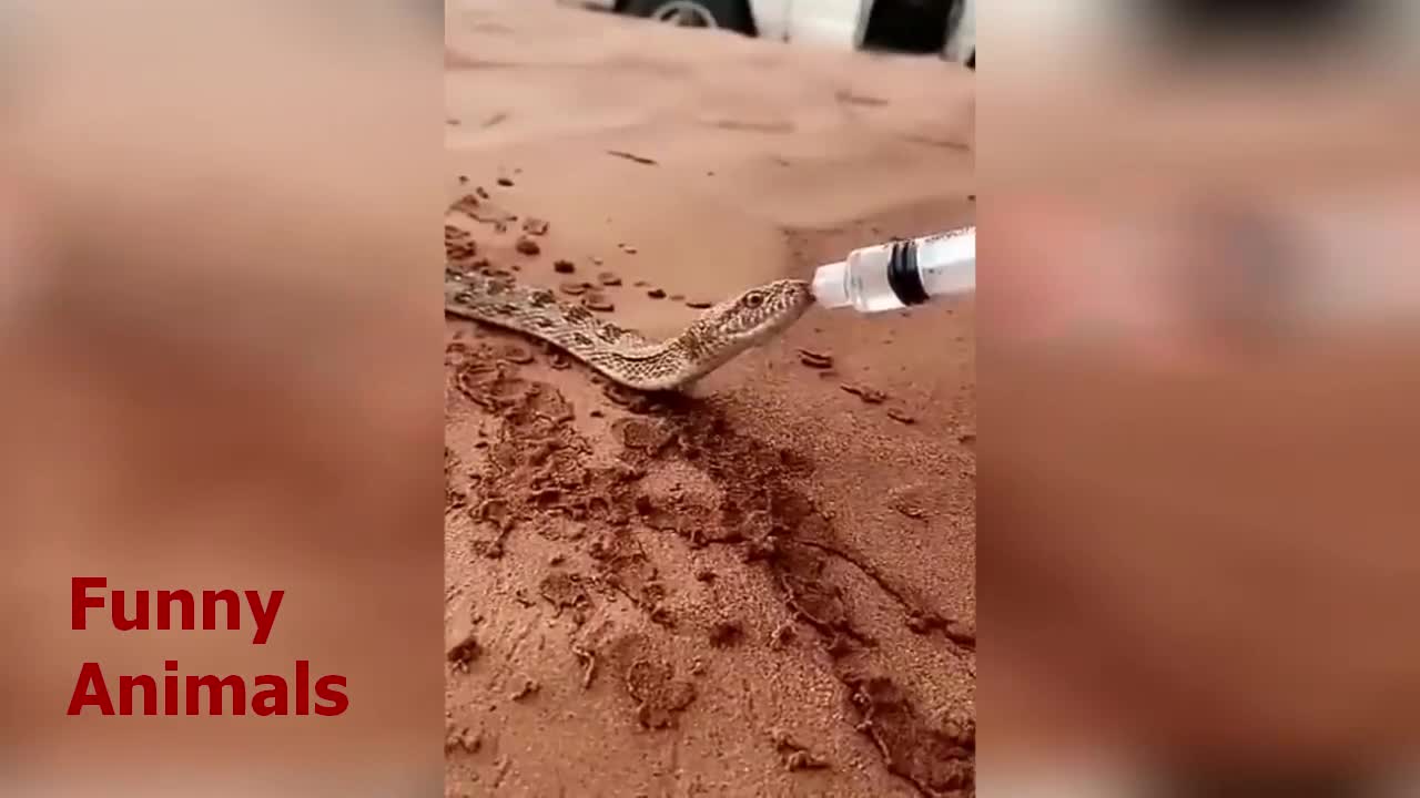 The snake is very thirsty