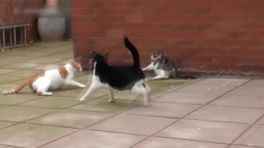 cat fights part 5