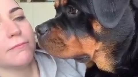 Watch "THE ROTTWEILER - FEROCIOUS GUARD DOG OR FAMILY PET