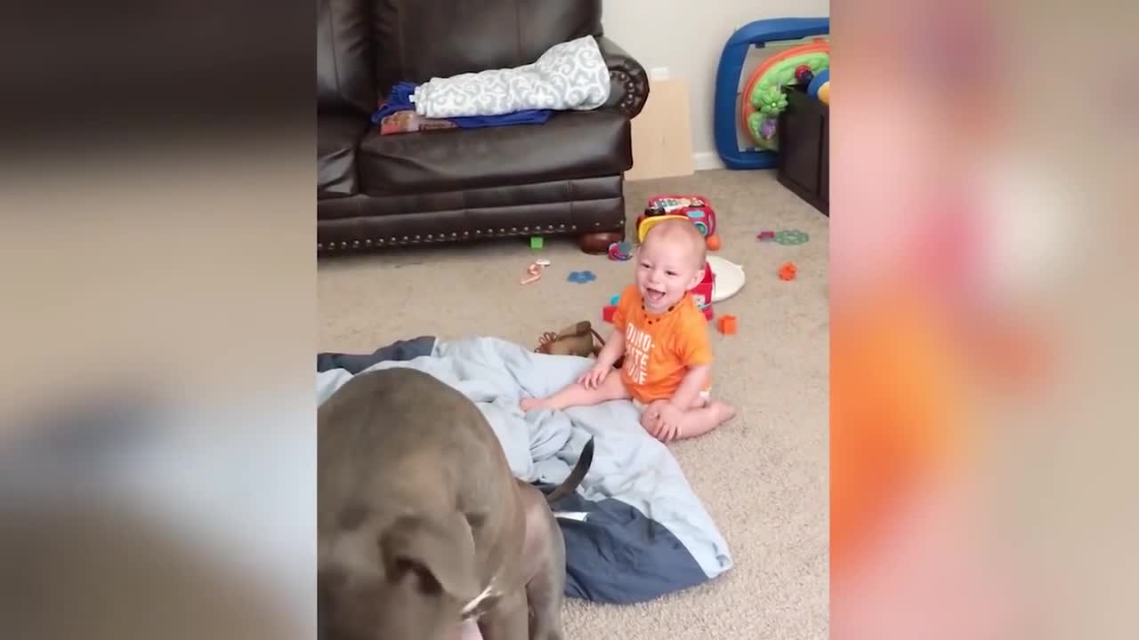 Dogs babysitting babies