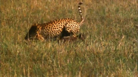 Ferocious Leopard