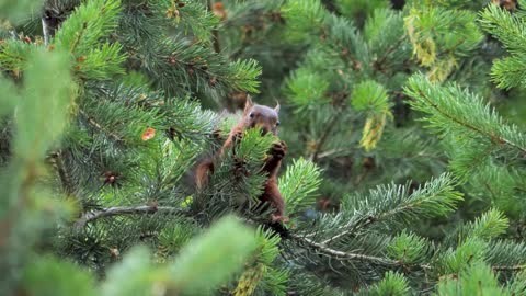 squirrel eat fruits