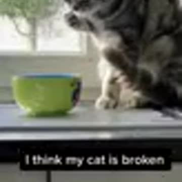 Cats are so funny PART 64 FUNNY CAT VIDEOS