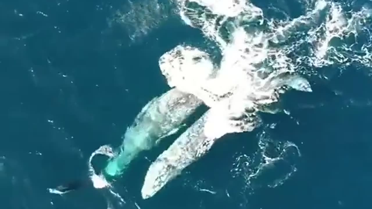 Whales and dolphins playing together in the Pacific Ocean 🐬🐳