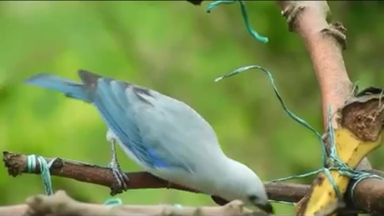 Blue bird