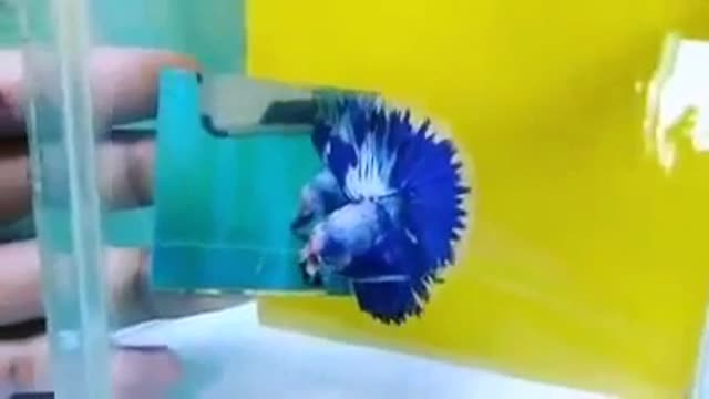 The funniest and smartest betta fish