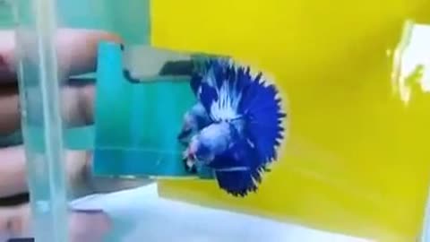 The funniest and smartest betta fish