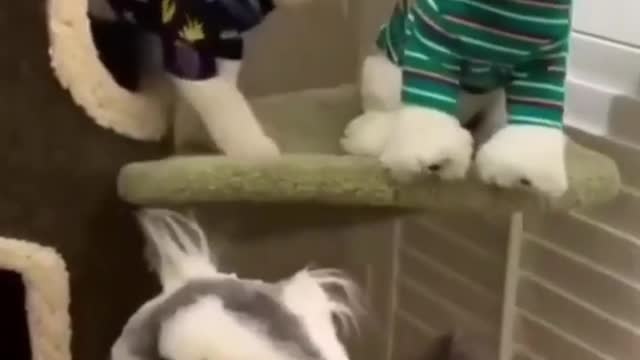 Very funny video and funny cats