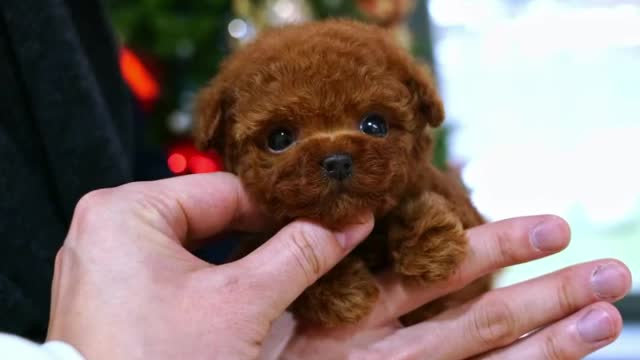 Cute dog video !! Funny dog vi deo Baby Dogs - Cute and Funny Dog Videos Compilation