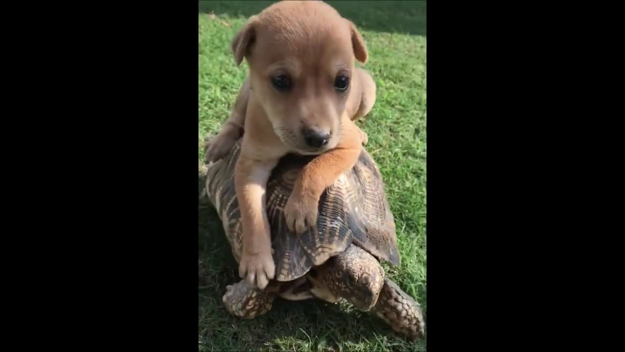 Cute And Funny Pets-Compilation #2
