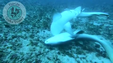 Never Seen In The Wild...Nurse Shark Mating capture by local Florida Divers