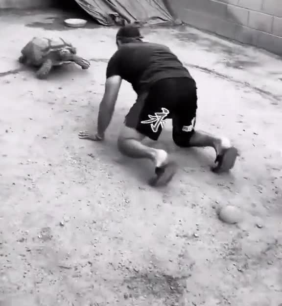 The turtle follows the sign