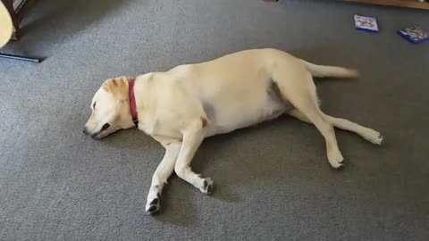 Warning: This Sleeping Lab May Cause Cuteness Overload