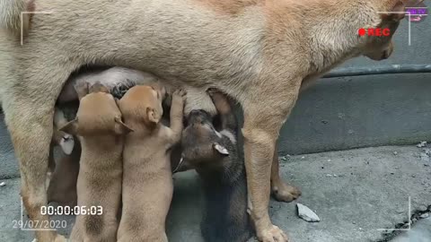 Super cute dogs