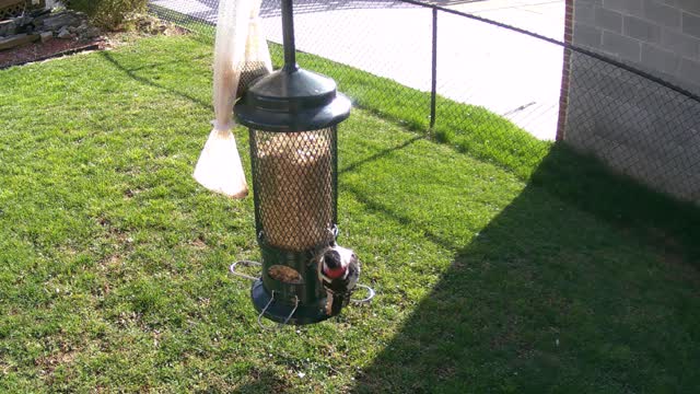 Downy Woodpecker April 2, 2021