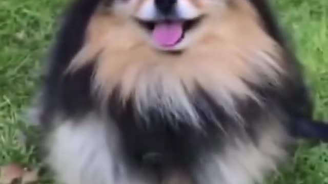 Dog funny video