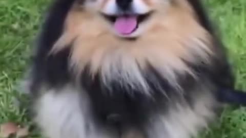 Dog funny video