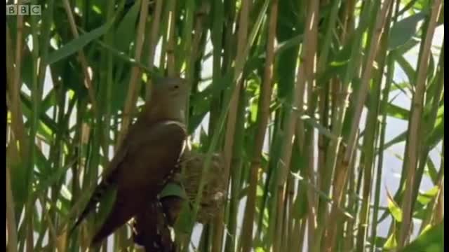 Cuckoo Hijacks Warbler Nest | Natural World | BBC Earth